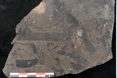 Foto (Detailansicht) von Neuropteris karwinensis Ettingshausen (NHMW-GEO-2024-0188-10665)